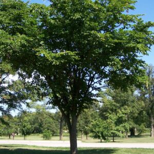Accolade Elm